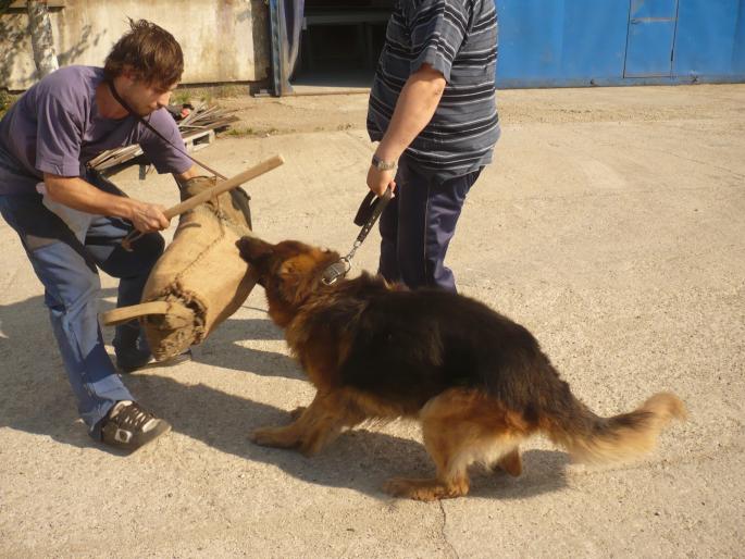 brutus.; inca mai pot!!!
