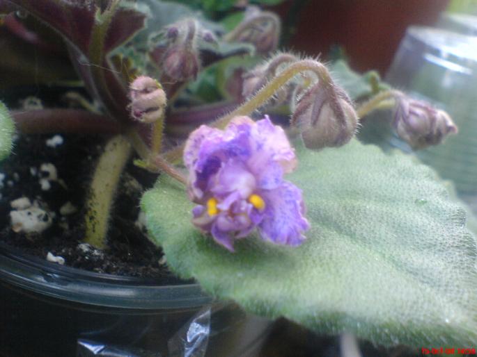 ozio2 - violete 2009