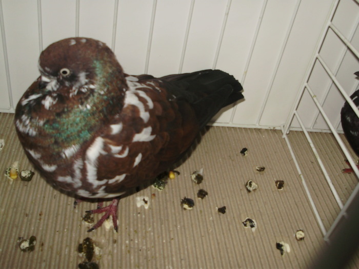 tippler eng 5 - 1509 str 3