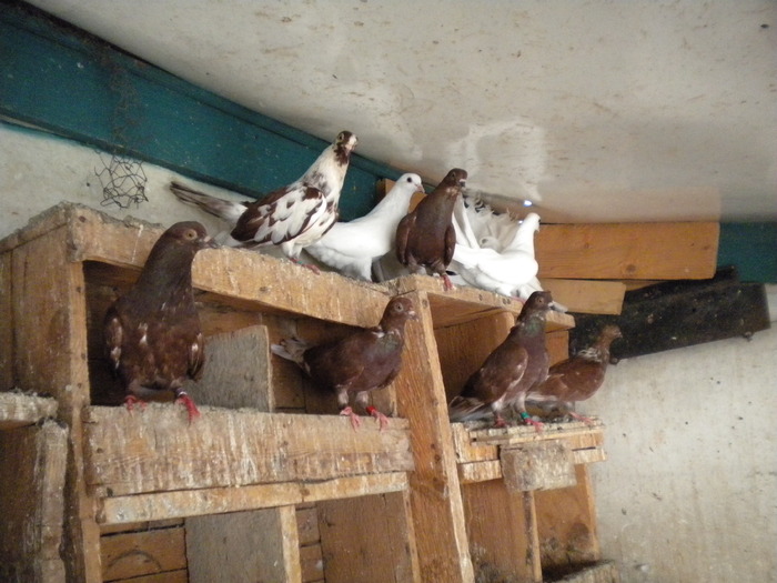 DSCN0615 - 1752 Ion Coltescu si Doru Dumitrescu