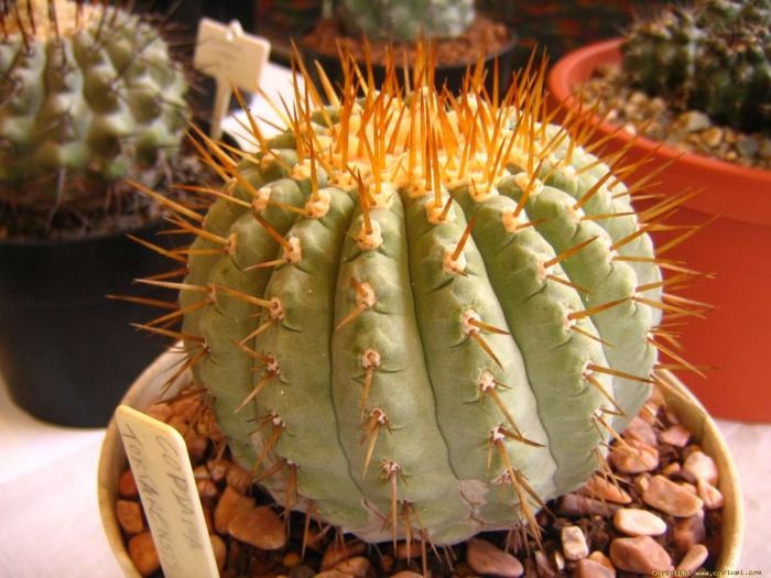 copiapoa_tortarensis_val_parkinson