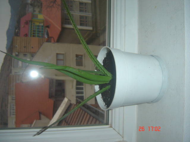 aloe - florile mele