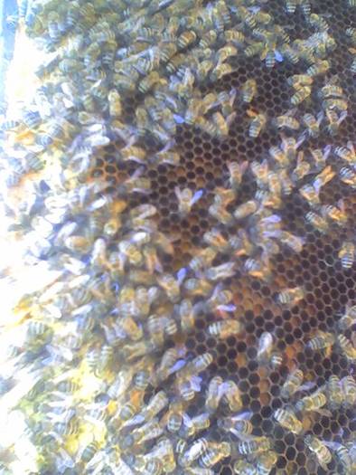 Rama cu albine - Albinele mele