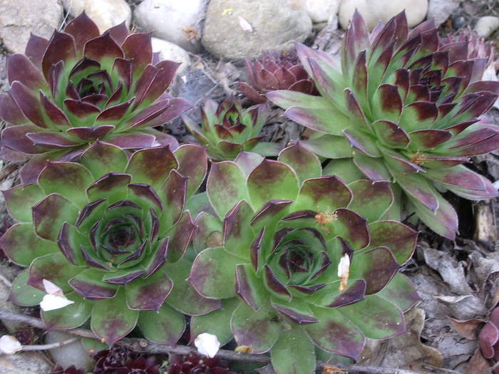 Sempervivum calcareum - Sempervivum