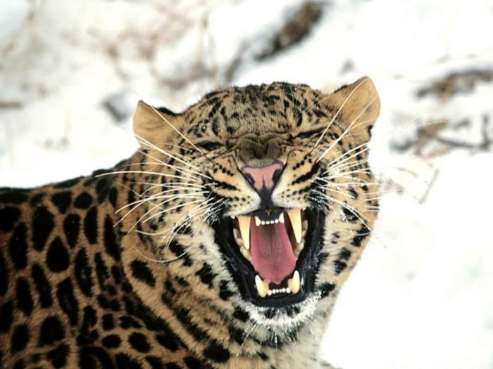 Call of the Wild, Amur Leopard