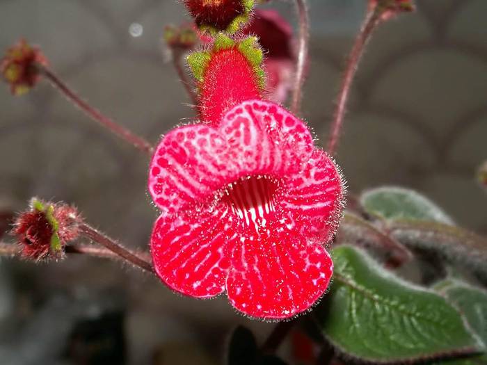 K14 - Kohleria