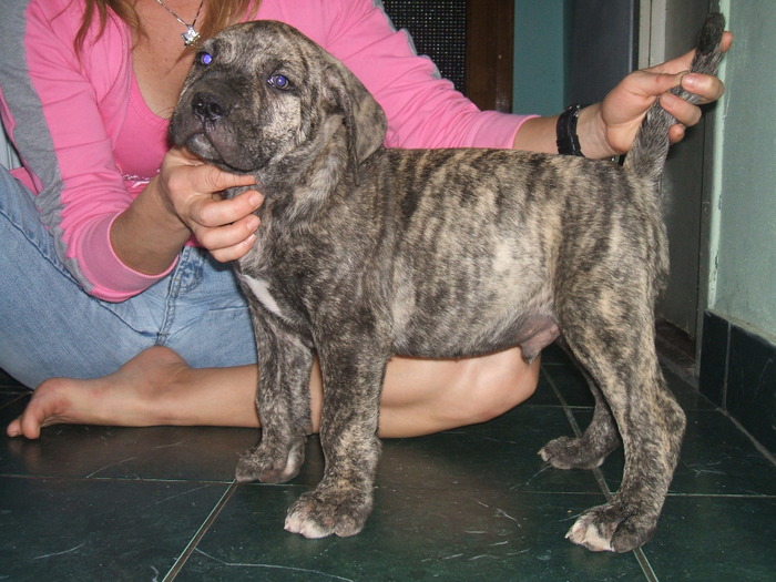 DSCF1721 - snoopyfightdogo  canario