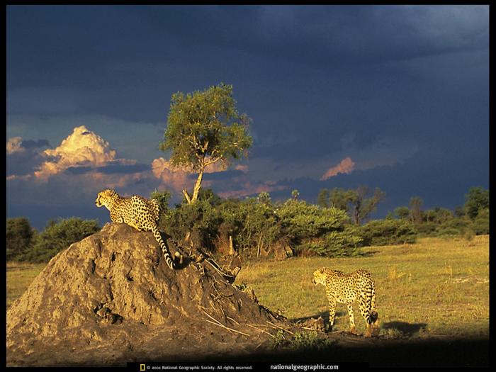 leopards-2 - peisaje