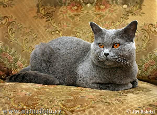 british-blue-cat-6244 - Pisici