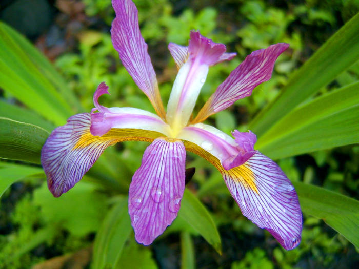 carl_amason_ 9 - IRIS FLOWERS