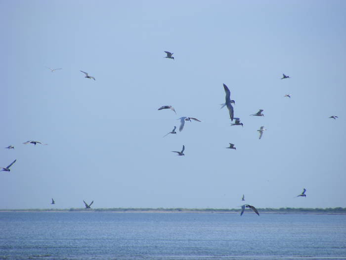 Picture 073 - Sulina Delta iulie 2009