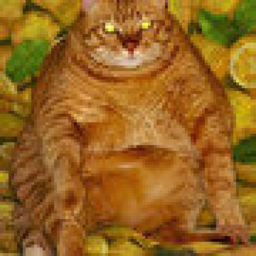pisica obeza - animalutze amuzante