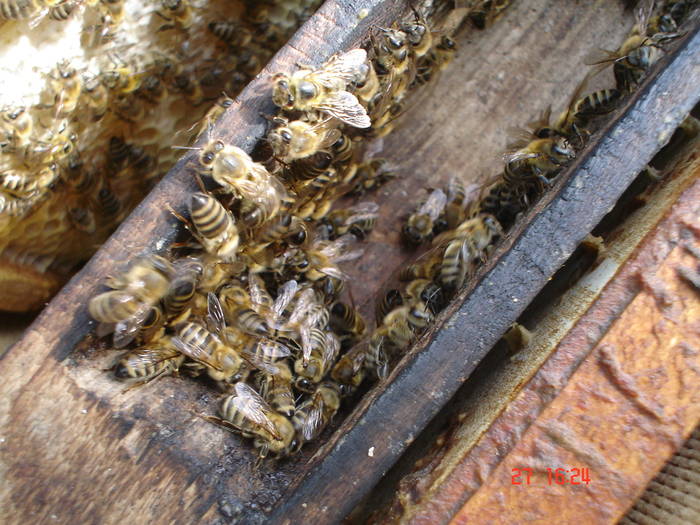 DSC05914 - albine alte noutati