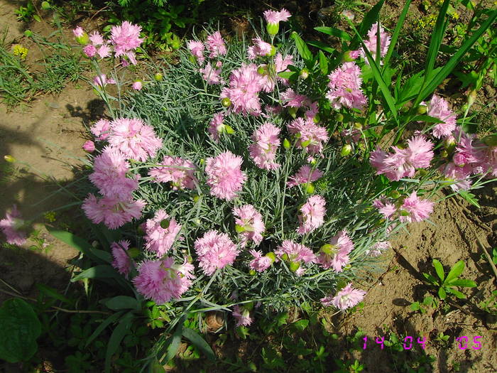 Garofite roz - Flori de gradina 2009