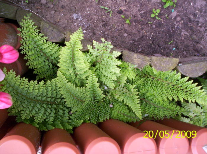 Feriga Polystichum Setiferum 20 mai 2009 - Ferigi