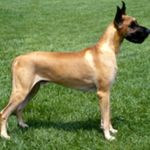 DOG GERMAN - RASE CAINI