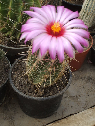 Thelocactus bicolor v. tricolor