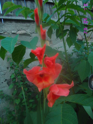  - Gladiole