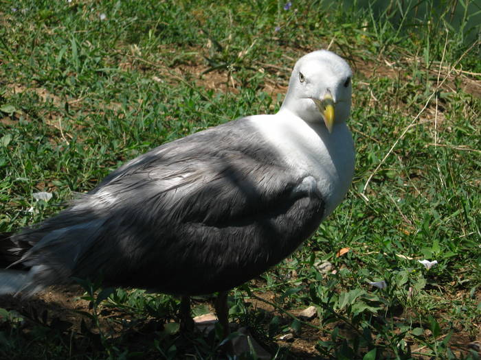 Larus argentatus - MY FIRST ALBUM