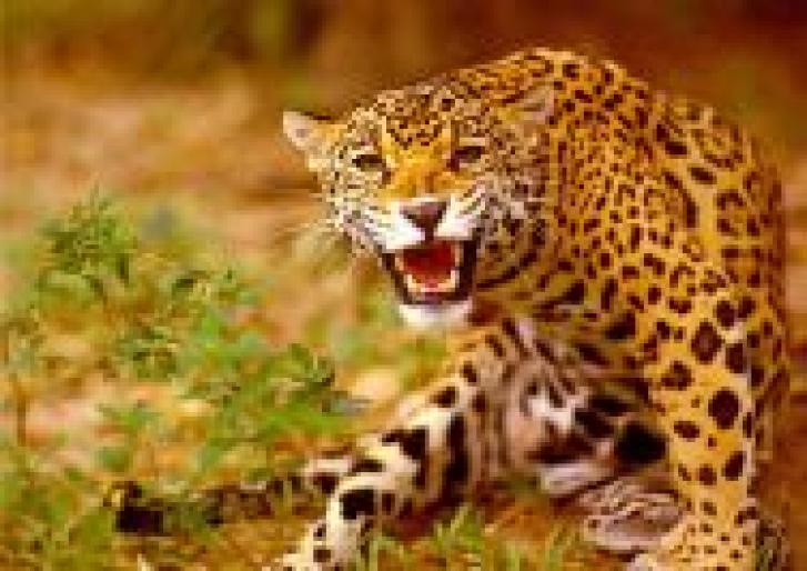 jaguar-d2 - alte animale