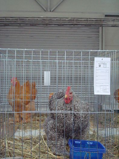 DSC04779 - 0- Expo Fauna Banatului - Timisoara 2009 -0