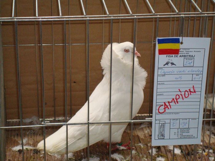 DSC04899 - Campioni de toate rasele la Expo Fauna Banatului 2009 Timisoara