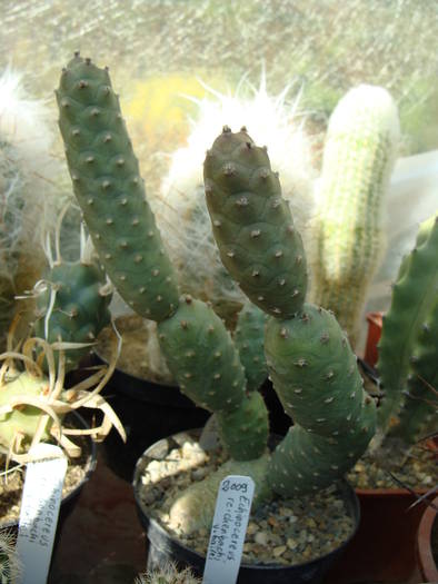 Tephrocactus articulatus v.inermis - Opuntia-Tephrocactus