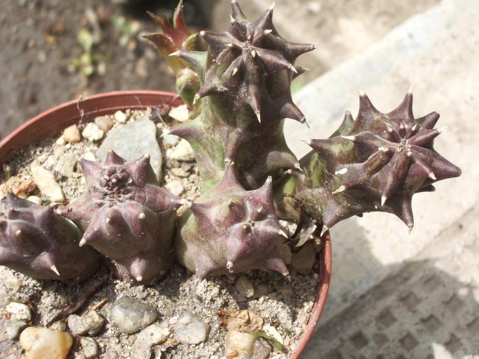 Diplociata ciliata 1