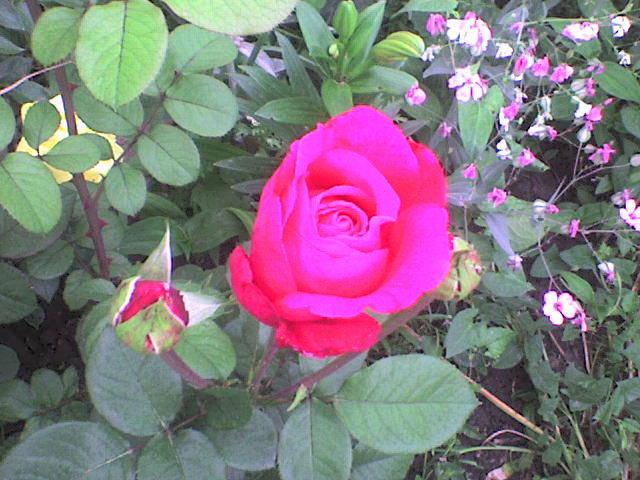 DSC00644 - trandafiri