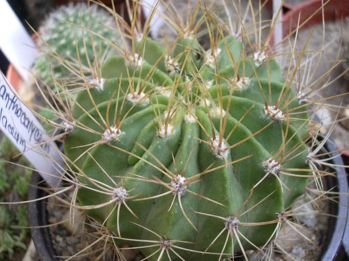 Acanthocalycium violaceum - cactusi