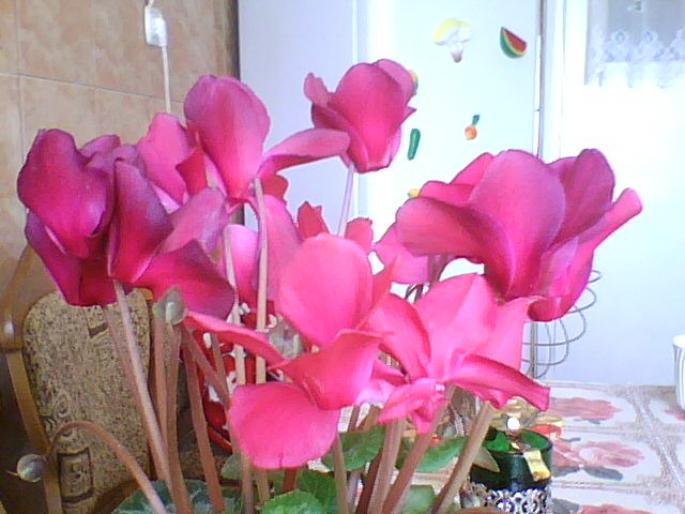 CYCLAMEN CU FLORI MICI