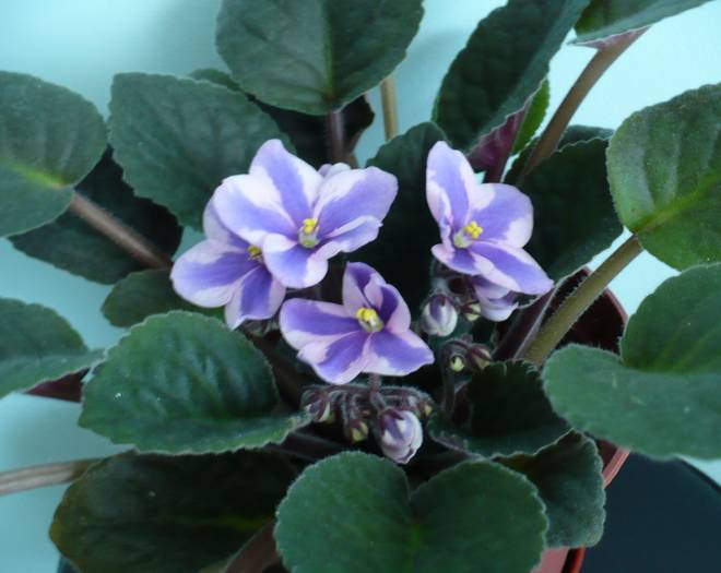 P1140281 - Saintpaulia - violete de camera