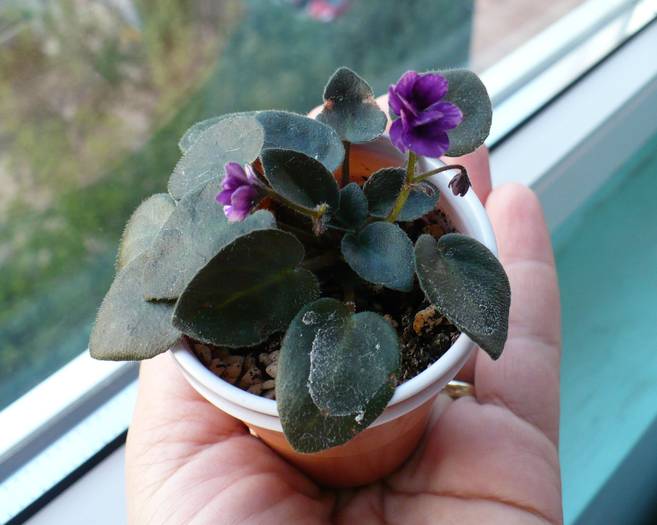 Midnight Waltz - Saintpaulia - violete de camera