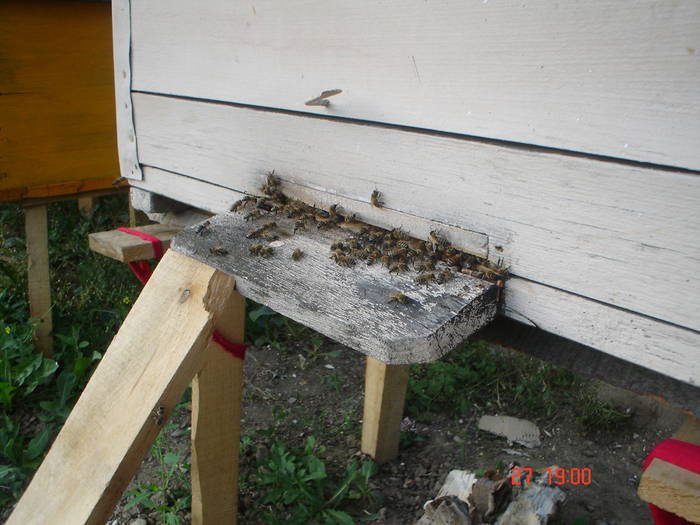 DSC05514 - albine alte noutati