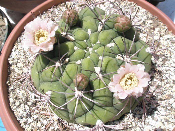 Gymnocalycium pflanzii - 25.05