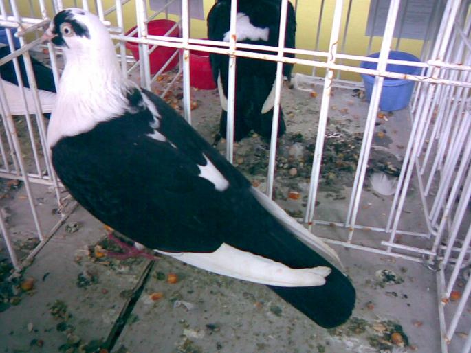 ciocosb 2 - 1503 partea 1