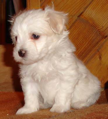 animale-vanzare-poza%204[1] - animale