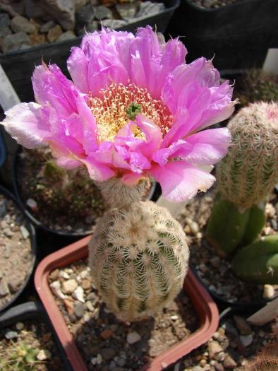 Echinocereus sp. - Cactusi la Mangalia