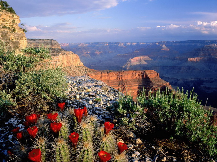 claret_cup_cactus_grand_canyon_national_park_a-normal - favorites