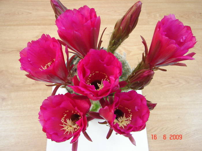 DSC06181