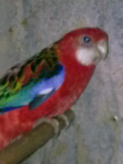 Rosella rubin - Papagali Rosella