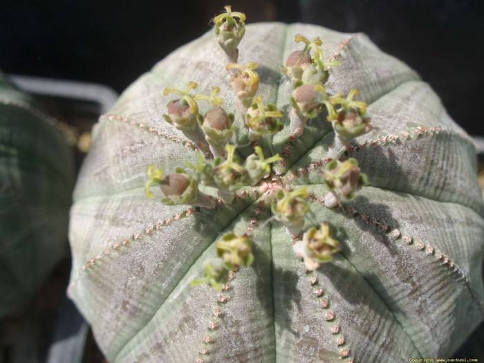 Euphorbia obessa -feminin - suculente -nu le mai am