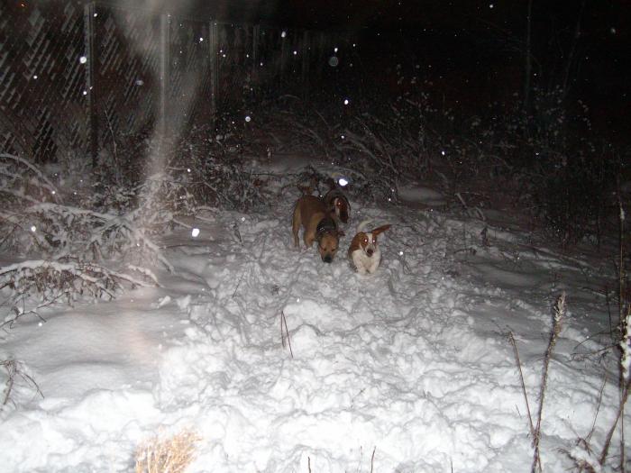 RUNNING IN THE SNOW - Trei catei mititei