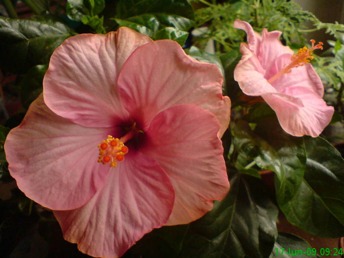 Nou in gashca - Hibiscus 2009