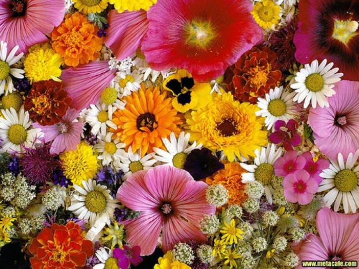 flori dragute - super poze