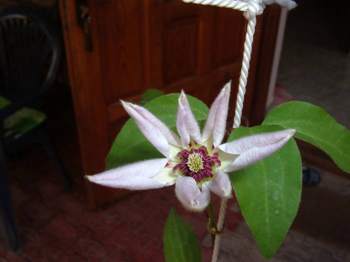 clematis alb