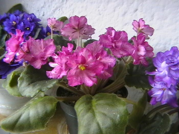 8.12 - violete 2009