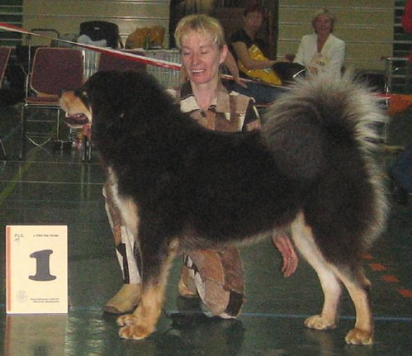 DOG DE TIBET - RASE CAINI