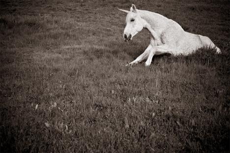 2007_03_arts_unicorn - True Unicorns