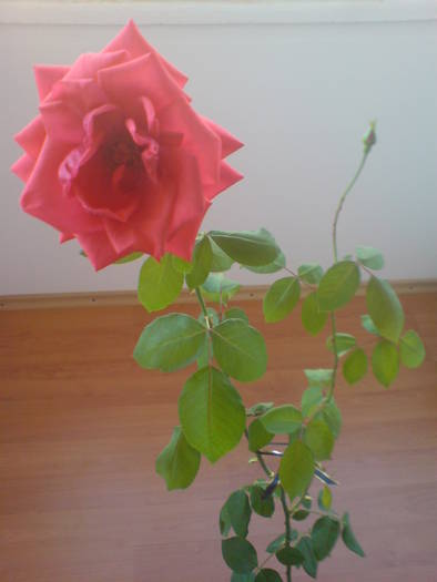 DSC02140 - Trandafiri